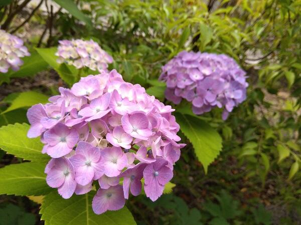 IMG_2025-06-06-16-11-47-523.jpg